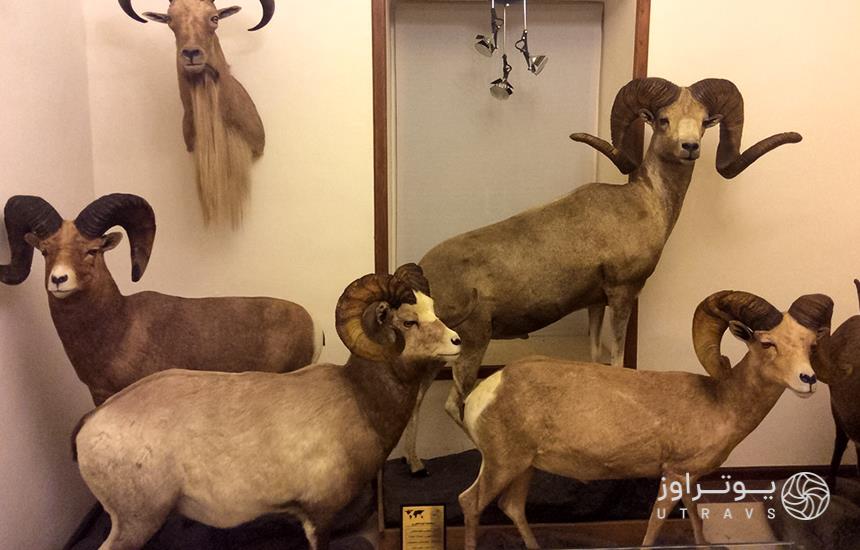 Vakilabad Wildlife Museum, Mashhad